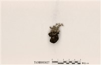 藏品(石蕊屬)的圖片